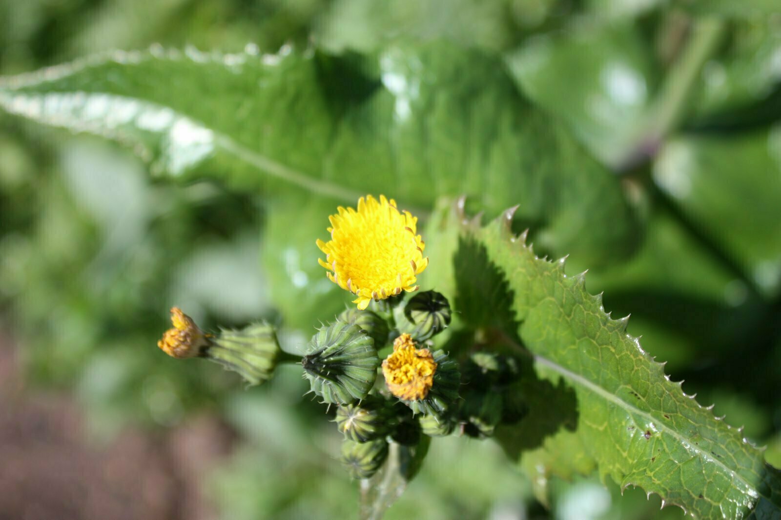 High Resolution Sonchus oleraceus Bud